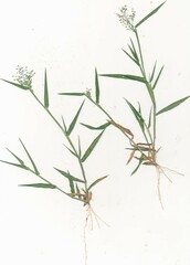 Dichanthelium acuminatum