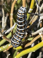 Papilio polyxenes rudkini