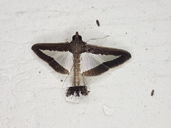 Diaphania