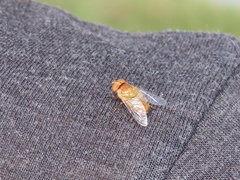 Copestylum sexmaculatum