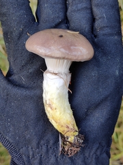 Gomphidius glutinosus