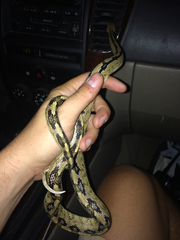 Bogertophis subocularis subocularis