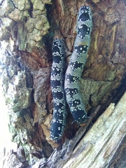 Arsenura polyodonta