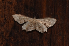 Epipleminae