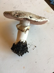 Agaricus californicus