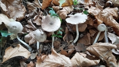 Coprinopsis melanthina