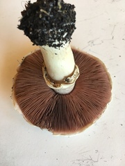 Agaricus californicus