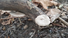 Coprinopsis melanthina