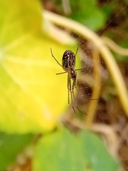Leucauge volupis