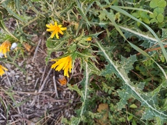 Scolymus hispanicus