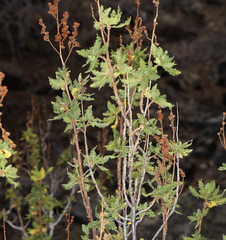 Chamaebatiaria millefolium