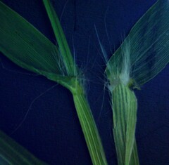 Dichanthelium acuminatum