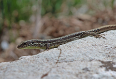 Iberolacerta monticola