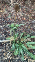 Dipsacus sativus