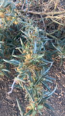 Xanthium spinosum
