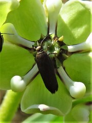 Scythris fuscicomella