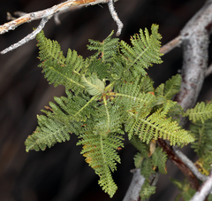 Chamaebatiaria millefolium