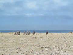 Spheniscus magellanicus