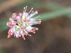 Allium ericetorum