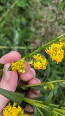 Solidago sempervirens