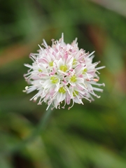 Allium ericetorum