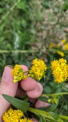 Solidago sempervirens