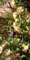 Rhyephenes