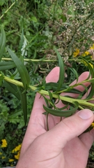Solidago sempervirens