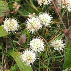 Allium ericetorum