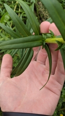 Solidago sempervirens