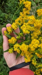 Solidago sempervirens