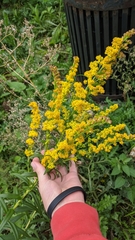 Solidago sempervirens