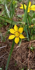 Sisyrinchium graminifolium