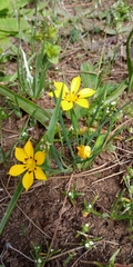 Sisyrinchium graminifolium