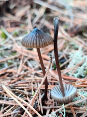 Mycena galopus