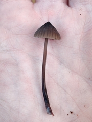 Mycena galopus