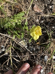 Oenothera humifusa