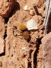 Dasymutilla vestita
