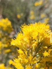 Ericameria paniculata