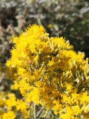 Ericameria paniculata