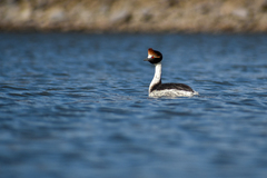 Podiceps gallardoi