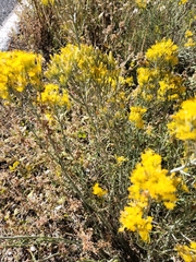 Ericameria paniculata