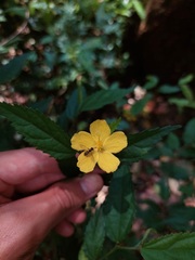 Pavonia sepium