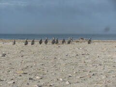 Spheniscus magellanicus