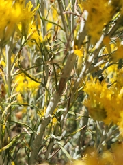 Ericameria paniculata