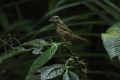 Basileuterus tristriatus