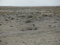 Spheniscus magellanicus