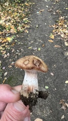 Armillaria gallica