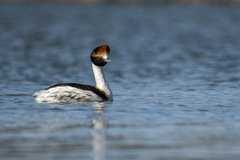 Podiceps gallardoi