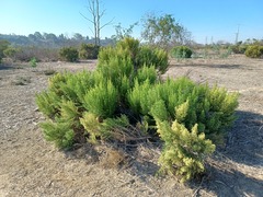Baccharis pilularis consanguinea